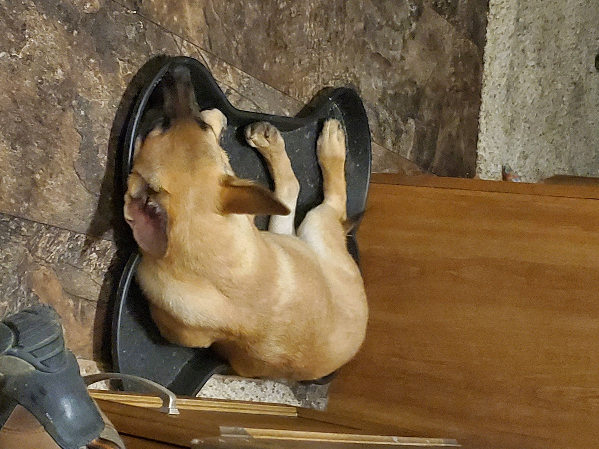 Summerlin joined the competition — help win amazing prizes! canidae, comfort, companion_dog, dog_breed, fawn, felidae, flooring, fur, hardwood, musical_instrument, paw, pet_supply, plank, small_to_medium_sized_cats, snout, sporting_group, tail, terrestrial_animal, wildlife, wood