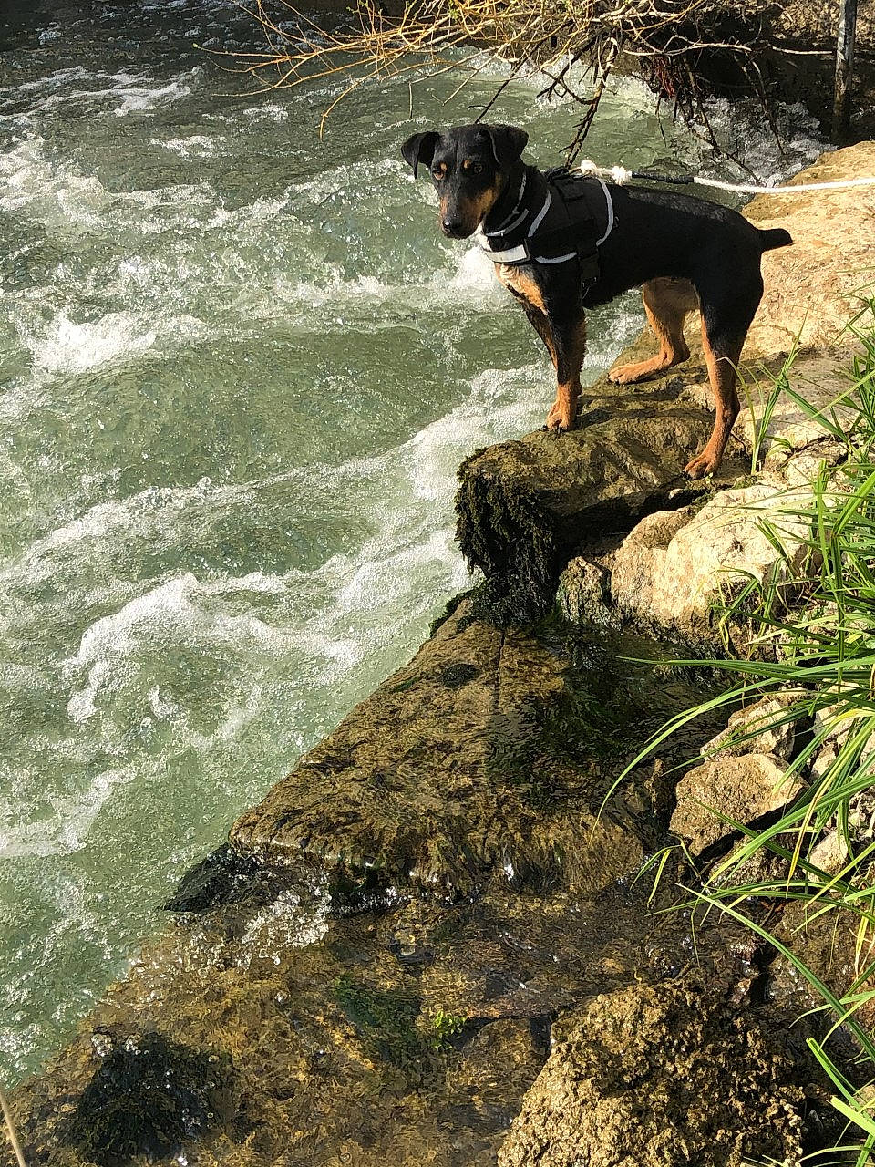 Ona participe au concours pour gagner de l'argent avec cette photo : canidae, carnivore, dog, dog_breed, entlebucher_mountain_dog, german_pinscher, huntaway, hunting_dog, jagdterrier, rock, rottweiler, sporting_group, transylvanian_hound, working_dog