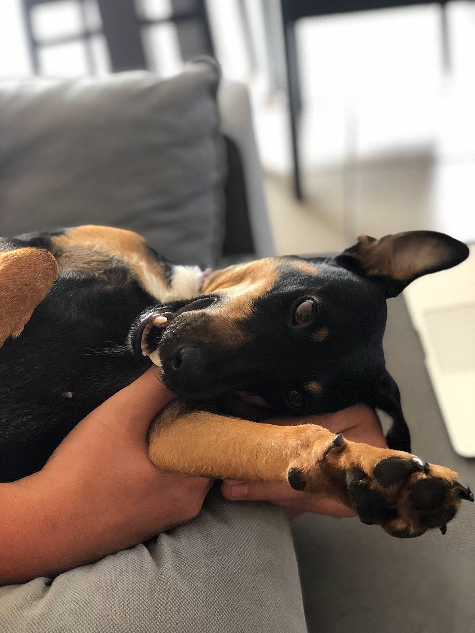 Ona participe au concours pour gagner de l'argent avec cette photo : canidae, carnivore, dog, dog_breed, ear, fawn, non_sporting_group, prazsky_krysarik, snout