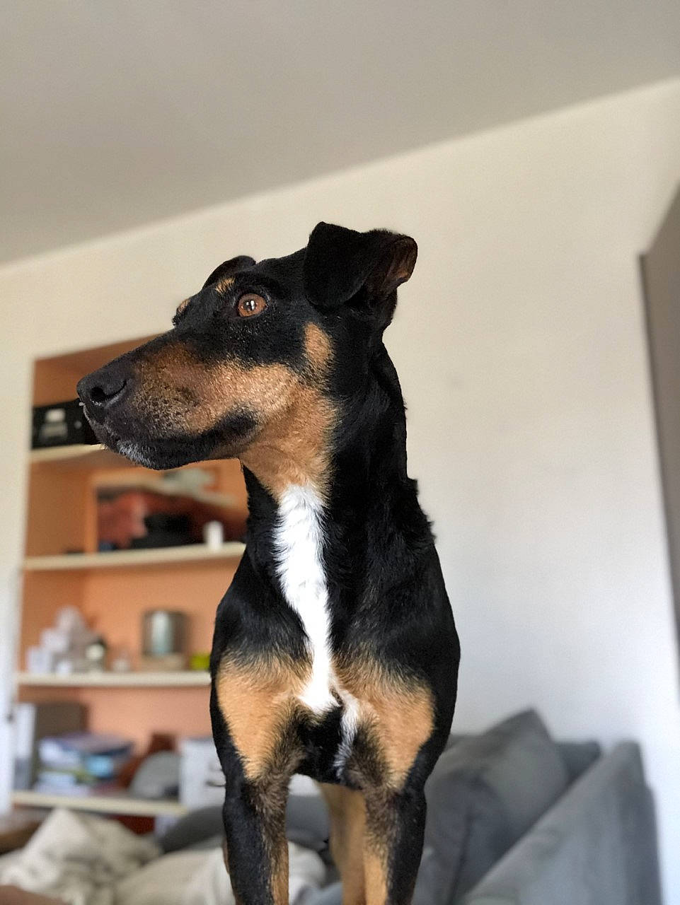 Ona participe au concours pour gagner de l'argent avec cette photo : black_and_tan_terrier, canidae, carnivore, dog, dog_breed, english_toy_terrier, german_pinscher, huntaway, jagdterrier, mammal, manchester_terrier, miniature_pinscher, pinscher, prazsky_krysarik, puppy, snout, sporting_group, toy_dog, toy_manchester_terrier, vertebrate