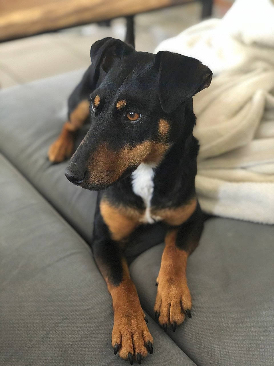 Ona a rejoint le concours — aidez-le/la à gagner de superbes lots ! black_and_tan_terrier, canidae, carnivore, companion_dog, dog, dog_breed, german_pinscher, huntaway, mammal, manchester_terrier, miniature_pinscher, nose, paw, pinscher, puppy, rare_breed_dog, snout, toy_manchester_terrier, vertebrate, working_dog