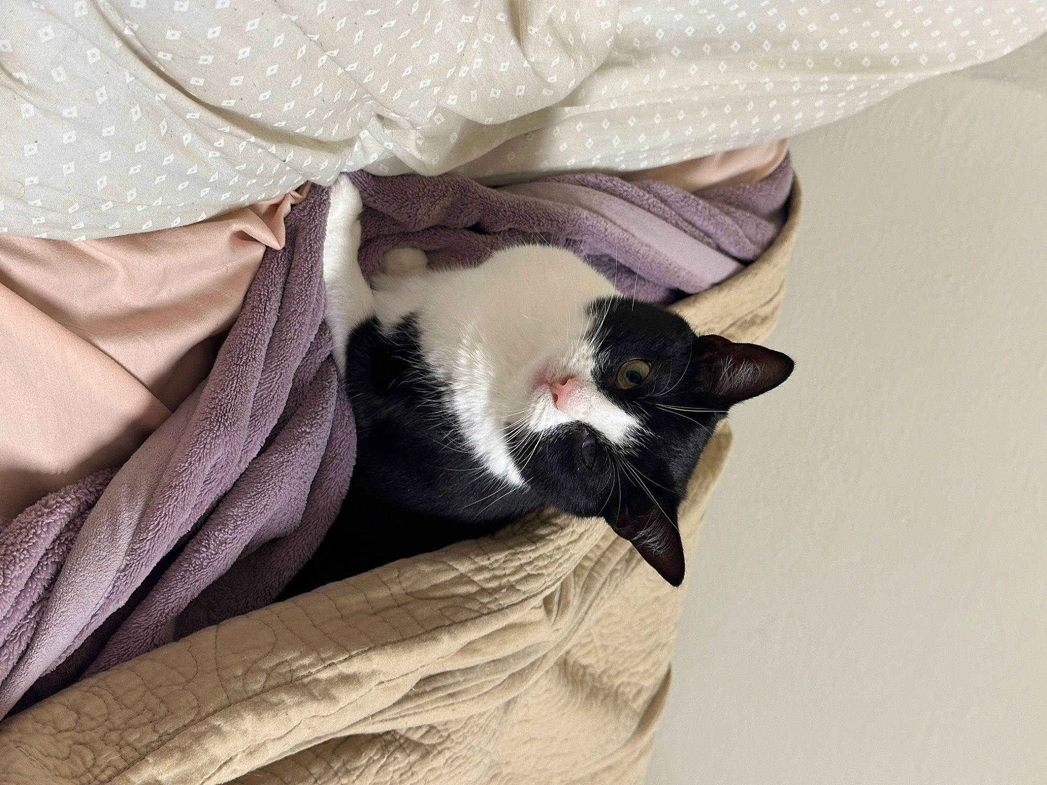 Misha is registered to the contest to win money with this photo: bed_sheet, bedding, blanket, carnivore, cat, comfort, companion_dog, fashion_accessory, fawn, feather, felidae, formal_wear, fur, linens, nap, small_to_medium_sized_cats, tail, tie, whiskers, window