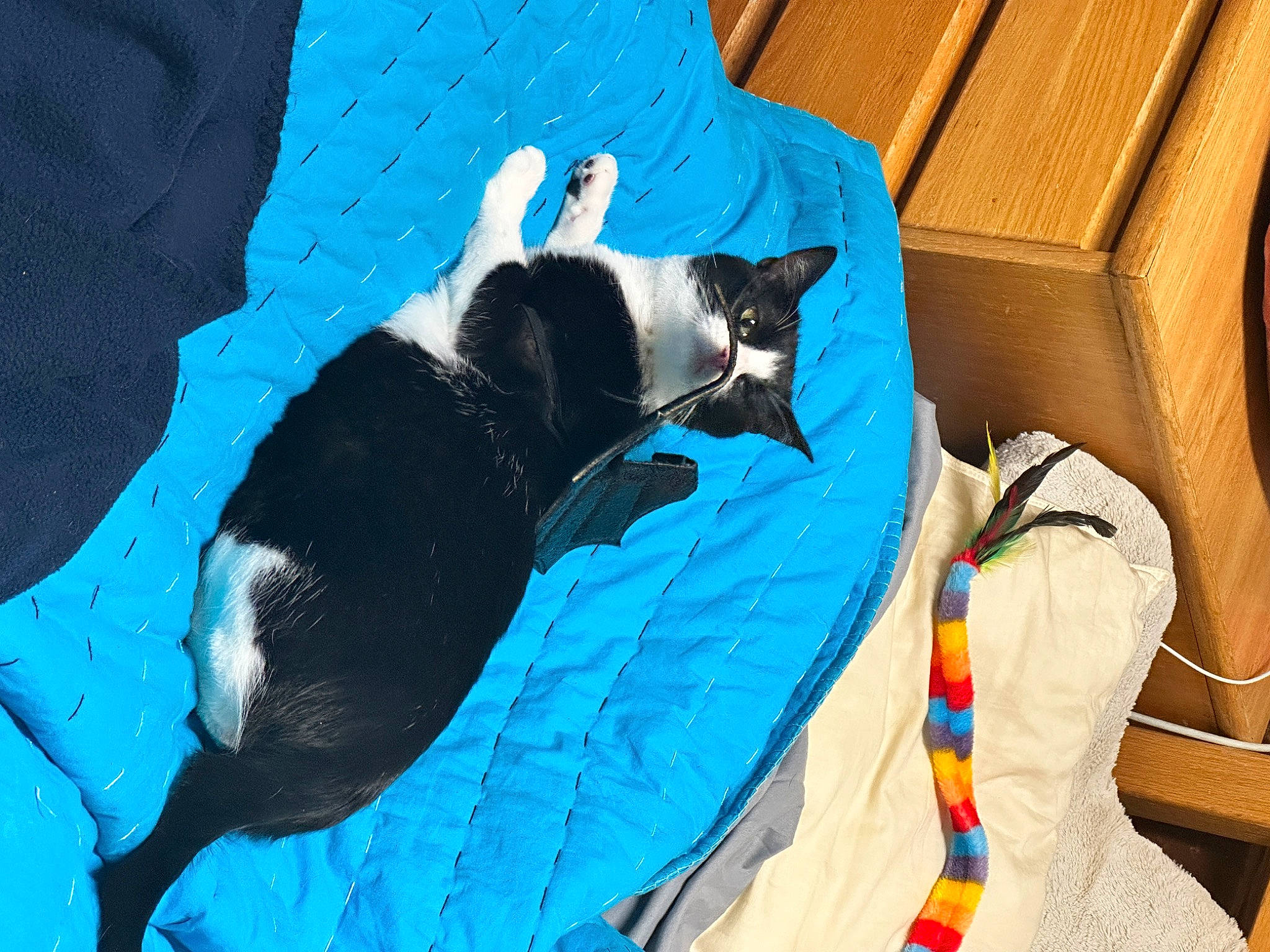 Misha joined the competition — help win amazing prizes! box, canidae, carnivore, cat, cat_supply, comfort, companion_dog, dog_breed, electric_blue, felidae, fur, linens, pattern, pet_supply, shipping_box, small_to_medium_sized_cats, sporting_group, tail, terrestrial_animal, whiskers