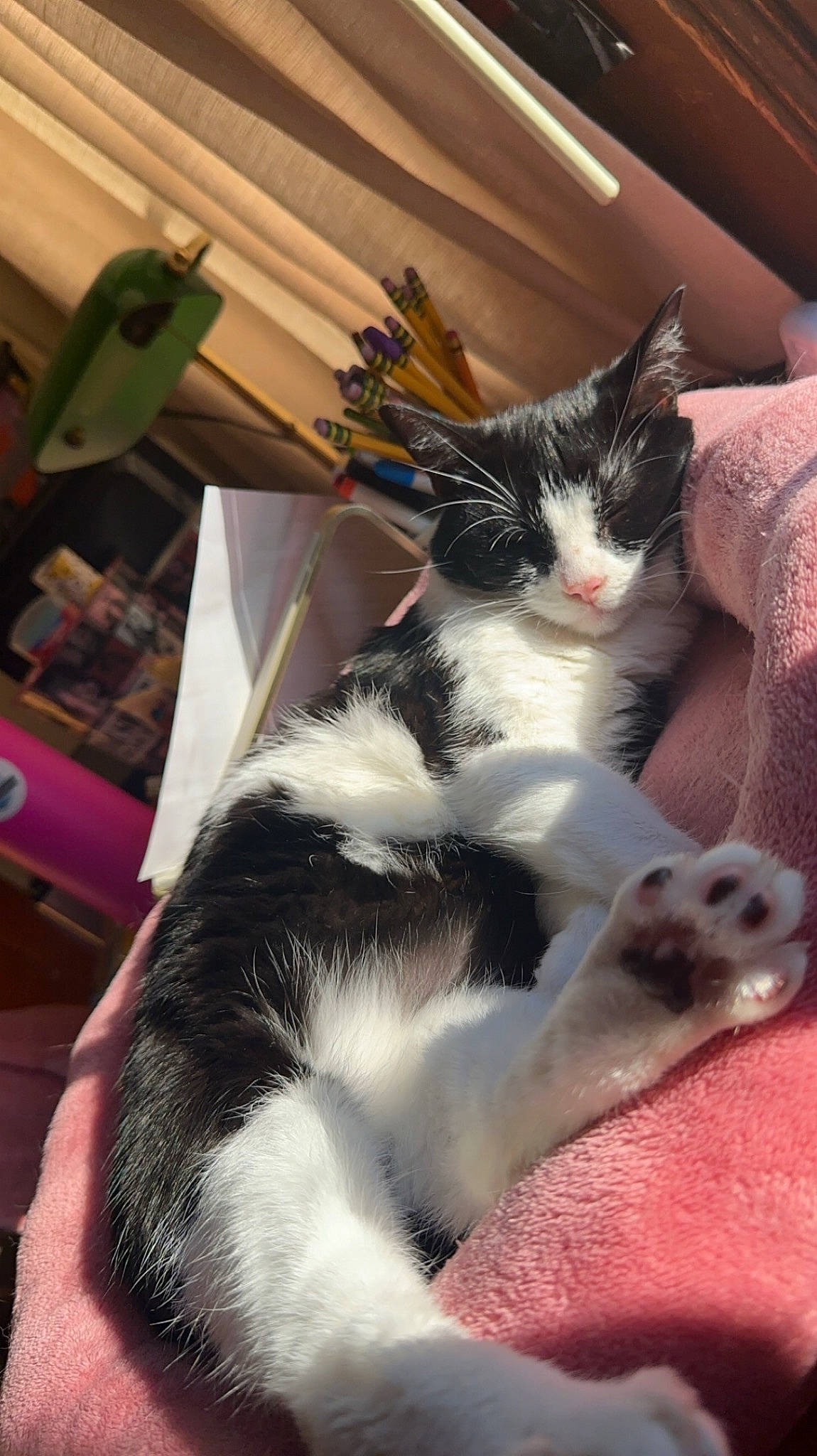 Misha joined the competition — help win amazing prizes! carnivore, cat, claw, comfort, domestic_short_haired_cat, felidae, foot, fur, paw, sitting, small_to_medium_sized_cats, tail, whiskers