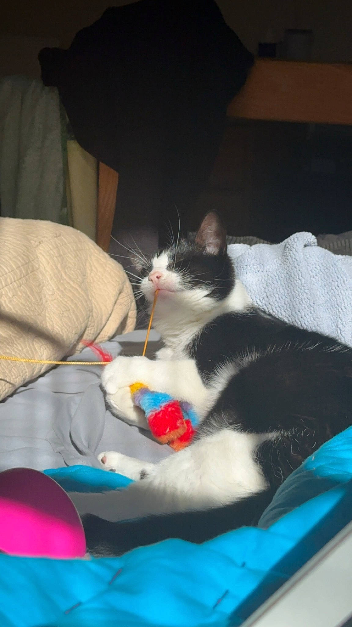 Misha joined the competition — help win amazing prizes! box, carnivore, cat, cat_supply, comfort, domestic_short_haired_cat, felidae, fur, lap, linens, nap, paw, room, small_to_medium_sized_cats, tail, whiskers