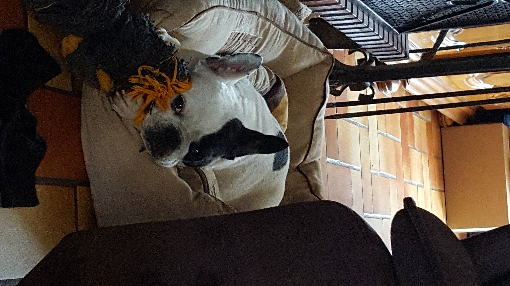 Havana a rejoint le concours — aidez-le/la à gagner de superbes lots ! art, ceiling, comfort, couch, daylighting, flooring, fur, house, linens, living_room, metal, paper, paper_product, room, stuffed_toy, textile, tints_and_shades, tree, visual_arts, wood