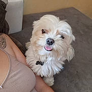 Winny a rejoint le concours — aidez-le/la à gagner de superbes lots ! dog, white_dog, fluffy, pet, cute, tongue_out, indoor, couch, person, tattoo, arm, closeup, companion, smiling_dog, relaxed, cozy, domestic, animal, friendship, home