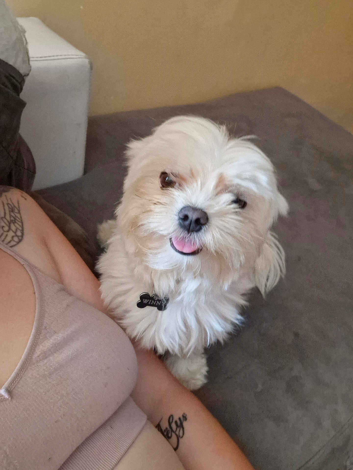 Winny a rejoint le concours — aidez-le/la à gagner de superbes lots ! dog, white_dog, fluffy, pet, cute, tongue_out, indoor, couch, person, tattoo, arm, closeup, companion, smiling_dog, relaxed, cozy, domestic, animal, friendship, home