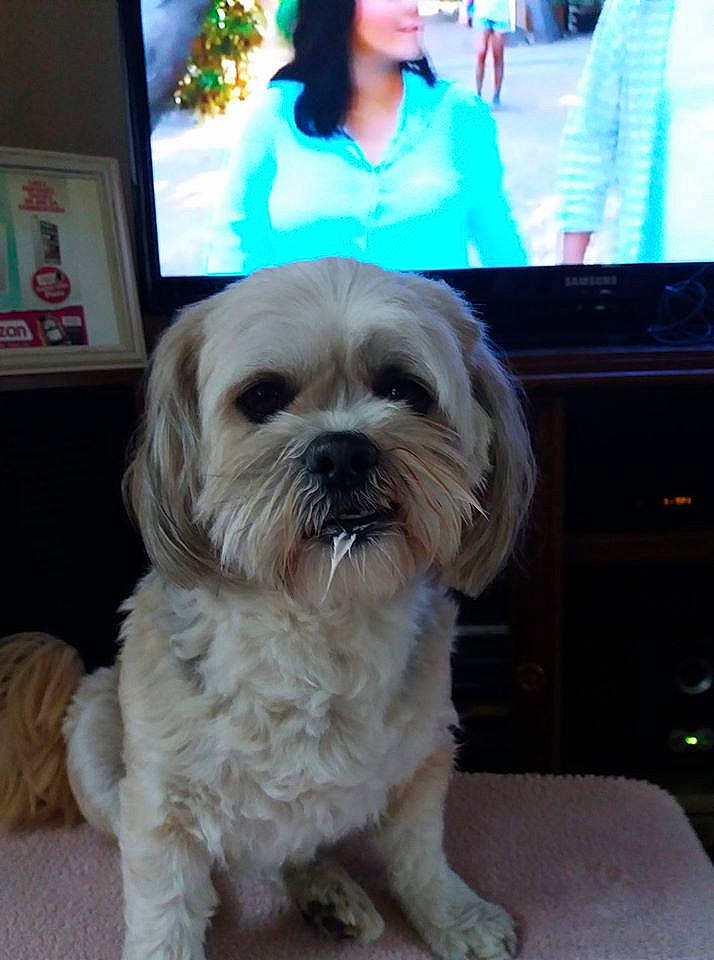 Isis participe au concours pour gagner de l'argent avec cette photo : canidae, carnivore, chinese_imperial_dog, companion_dog, dog, dog_breed, eye, kyi_leo, lhasa_apso, lowchen, maltepoo, maltese, mammal, morkie, pekapoo, shih_tzu, skin, snout, toy_dog, vertebrate