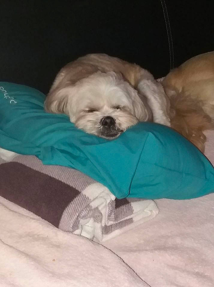 Isis a rejoint le concours — aidez-le/la à gagner de superbes lots ! canidae, carnivore, cavachon, comfort, companion_dog, dog, dog_breed, fur, lhasa_apso, maltese, nap, non_sporting_group, puppy, puppy_love, shih_tzu, sleep, sporting_group, toy_dog