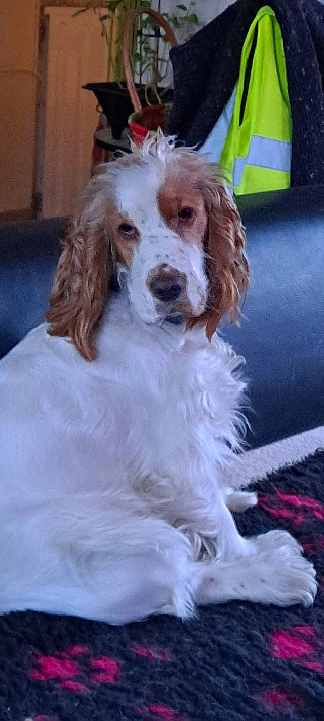 Isly a rejoint le concours — aidez-le/la à gagner de superbes lots ! canidae, carnivore, companion_dog, couch, dog, dog_breed, event, fur, gun_dog, liver, snout, spaniel, sporting_group, whiskers, working_animal