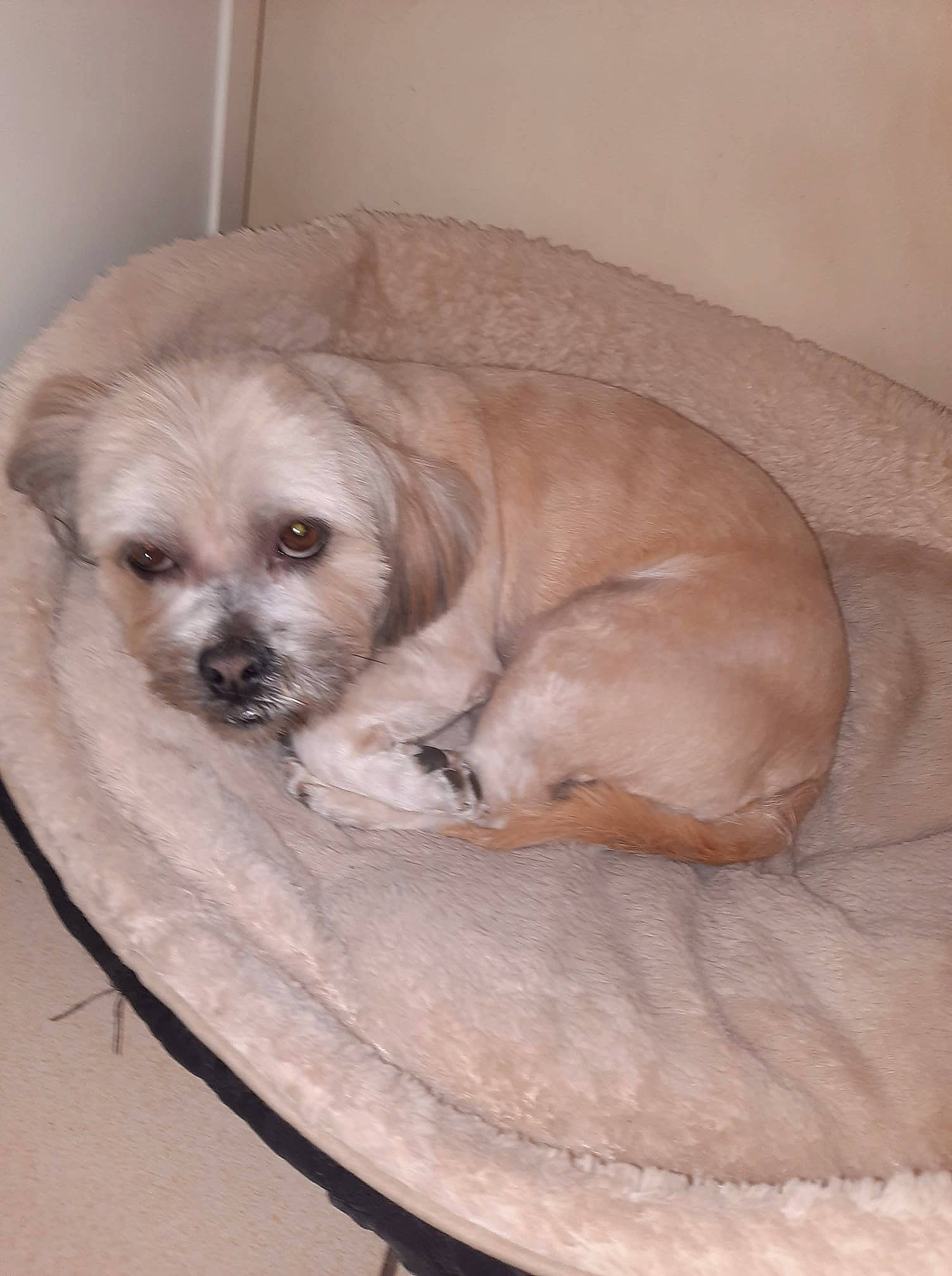 Mya a rejoint le concours — aidez-le/la à gagner de superbes lots ! canidae, carnivore, chair, comfort, companion_dog, dog, dog_breed, dog_supply, door, fawn, fur, liver, non_sporting_group, puppy, snout, sporting_group, toy_dog, whiskers, wood, working_animal