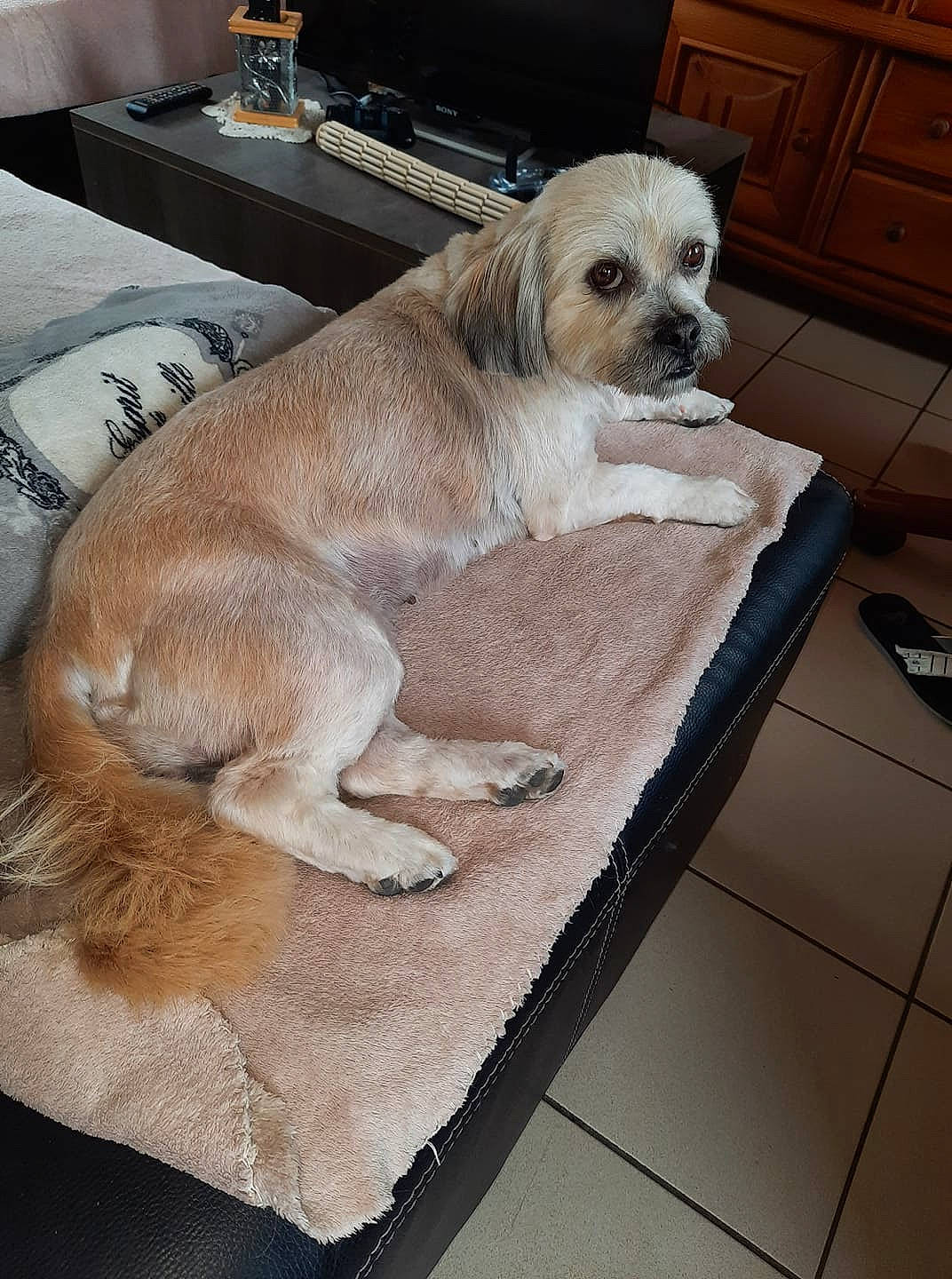 Mya participe au concours pour gagner de l'argent avec cette photo : cabinetry, carnivore, chinese_crested_dog, comfort, companion_dog, couch, dog, dog_breed, dog_supply, drawer, dresser, fawn, floor, flooring, furniture, hardwood, liver, snout, toy_dog, wood