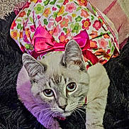 Molly joined the competition — help win amazing prizes! cat, animal, pet, dress, bow, floral_pattern, pink, colorful, cute, looking_up, fur, whiskers, ears, paws, texture, fabric, indoor, closeup, portrait, adorable