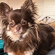 Lilas participe au concours pour gagner de l'argent avec cette photo : dog, chihuahua, long_haired, brown_dog, pet, animal, ears, blanket, indoor, cute, fur, small_dog, lying_down, resting, face, snout, canine, companion, domestic_animal, relaxed