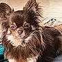 dog, chihuahua, long_haired, brown_dog, pet, animal, ears, blanket, indoor, cute, fur, small_dog, lying_down, resting, face, snout, canine, companion, domestic_animal, relaxed