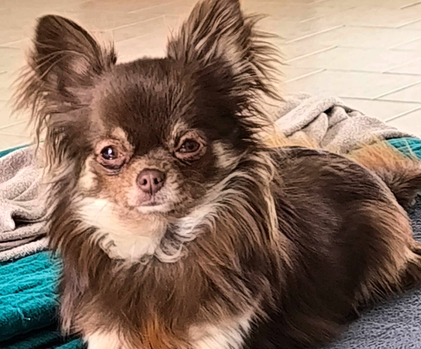 Lilas participe au concours pour gagner de l'argent avec cette photo : dog, chihuahua, long_haired, brown_dog, pet, animal, ears, blanket, indoor, cute, fur, small_dog, lying_down, resting, face, snout, canine, companion, domestic_animal, relaxed