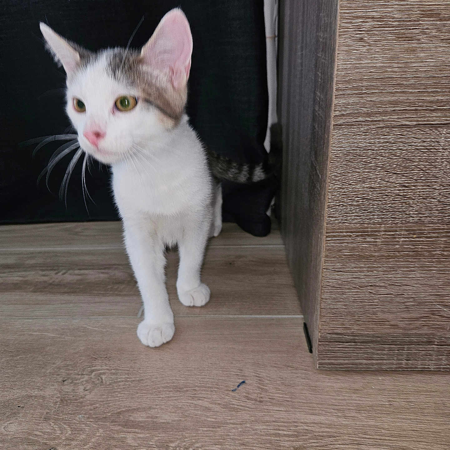Pepito