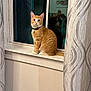 Corncob joined the competition — help win amazing prizes! animal, bell, brown_floor, cat, collar, curious, curtains, cute, domestic_cat, furniture, home, indoor, orange_tabby, pet, portrait, reflection, sitting, white, window, windowsill