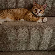 Corncob is registered to the contest to win money with this photo: animal, bell, carpet, cat, collar, cute, domestic, ears, feline, fur, indoor, looking, lying_down, orange_tabby, paws, pet, relaxed, resting, stairs, whiskers