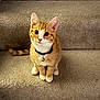 Corncob is registered to the contest to win money with this photo: animal, bell, carpet, cat, collar, curious, cute, ears, feline, indoor, kitten, orange_cat, pet, sitting, small, stairs, tail, whiskers, white_paws, young