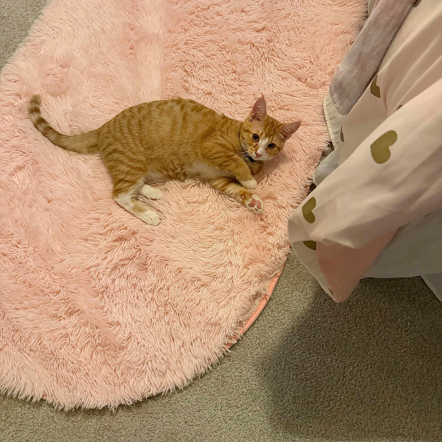 Corncob is registered to the contest to win money with this photo: carpet, cat, collar, cozy, curious, curtain, cute, ears, fluffy_rug, fur, heart_pattern, home_interior, indoor, lying_down, orange_tabby, pet, pink_rug, relaxed, tail, whiskers