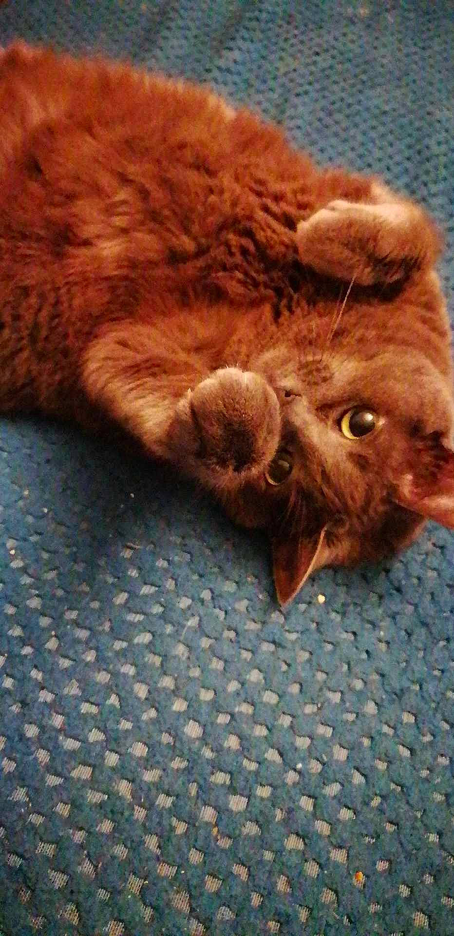 Iris a rejoint le concours — aidez-le/la à gagner de superbes lots ! brown, canidae, carnivore, cat, claw, comfort, dog_breed, domestic_short_haired_cat, fawn, felidae, fur, liver, paw, small_to_medium_sized_cats, snout, tail, terrestrial_animal, whiskers, wildlife, wood