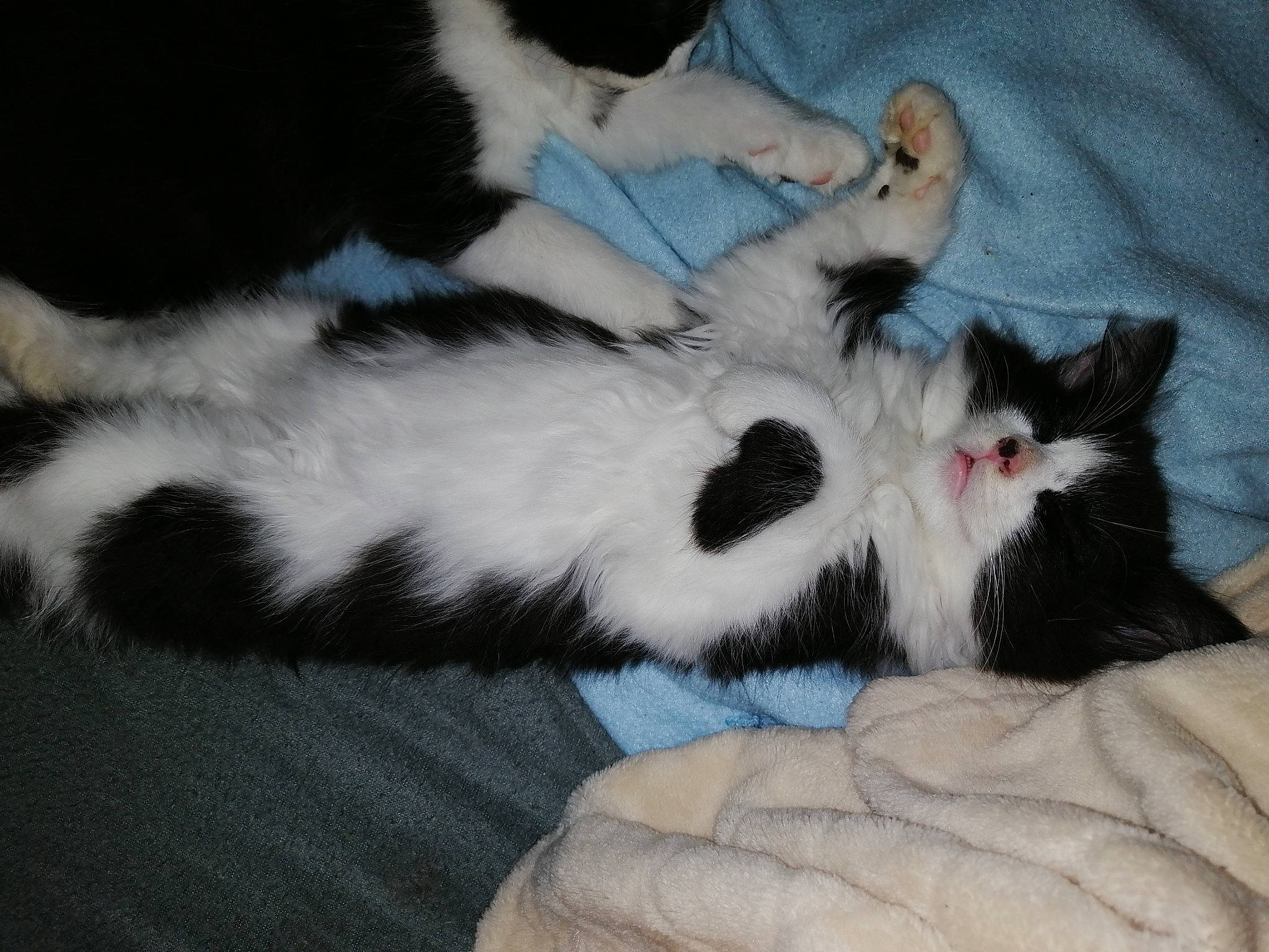 Lili a rejoint le concours — aidez-le/la à gagner de superbes lots ! canidae, carnivore, cat, cat_bed, claw, comfort, dog_breed, domestic_short_haired_cat, felidae, foot, fur, lap, nail, nap, paw, sleep, small_to_medium_sized_cats, tail, whiskers