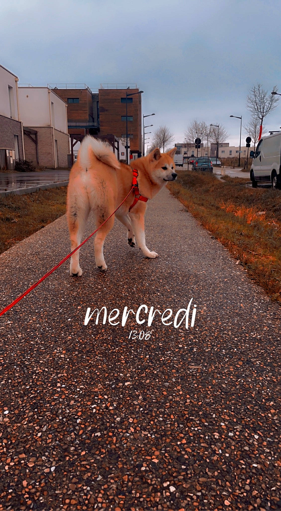 Laika a rejoint le concours — aidez-le/la à gagner de superbes lots ! asphalt, carnivore, companion_dog, dog, dog_breed, fawn, landscape, morning, plant, road, road_surface, sidewalk, sky, snout, soil, tail, tar, tree, window, working_animal