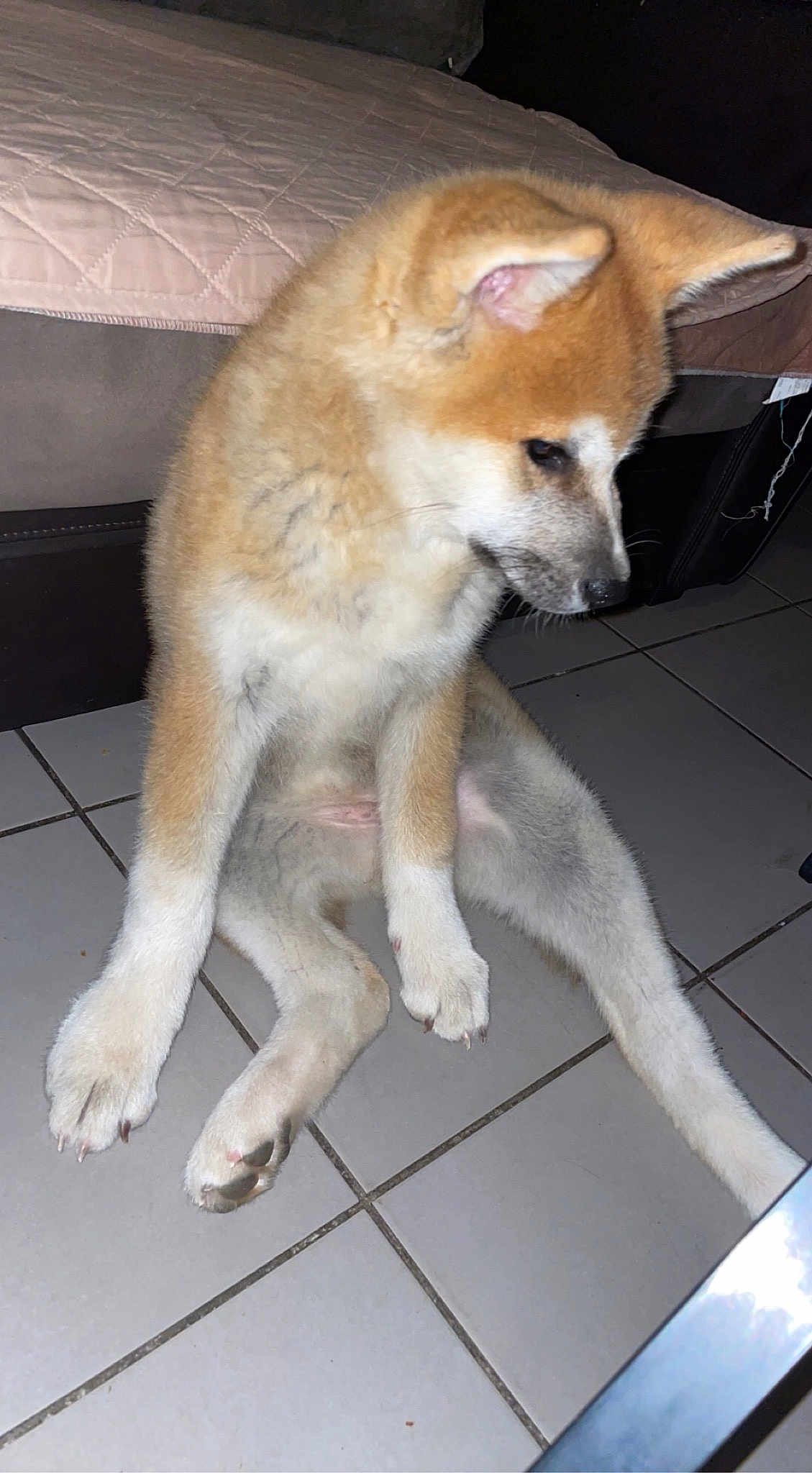Laika