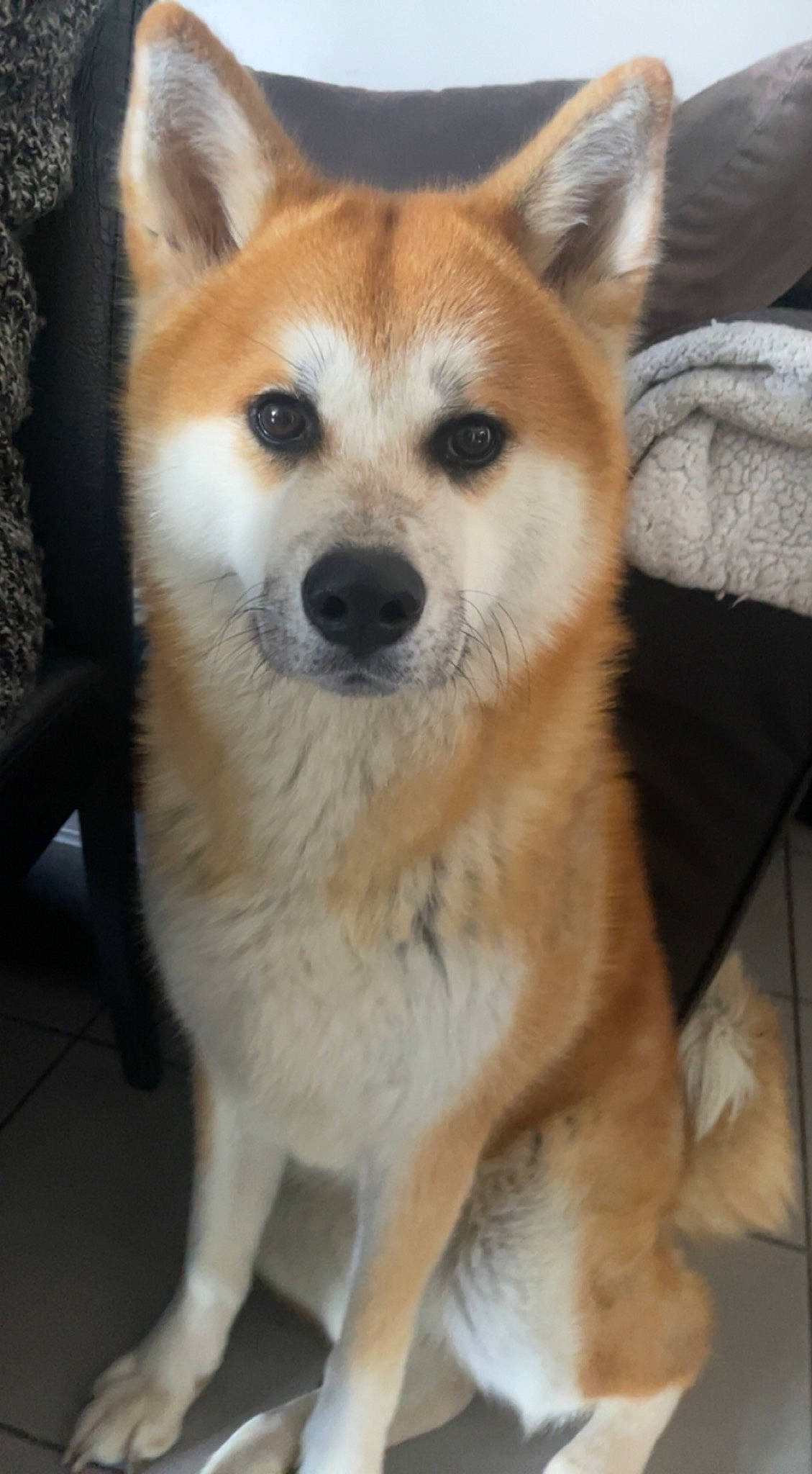 Laika participe au concours pour gagner de l'argent avec cette photo : ancient_dog_breeds, canidae, carnivore, companion_dog, dog, dog_breed, fawn, fur, non_sporting_group, sporting_group, tail, terrestrial_animal, whiskers, working_animal, working_dog