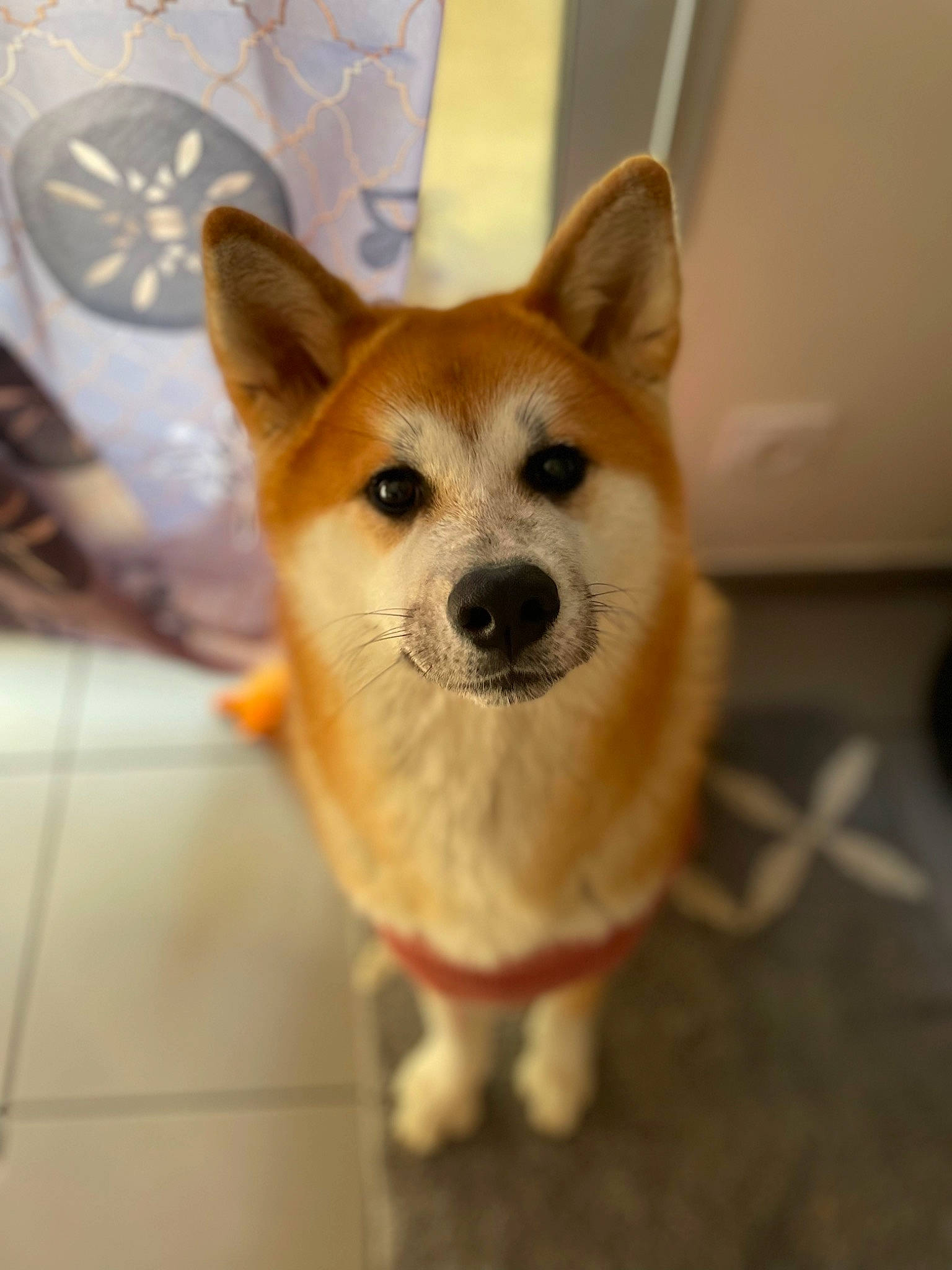 Laika participe au concours pour gagner de l'argent avec cette photo : ancient_dog_breeds, canidae, carnivore, collar, companion_dog, dog, dog_breed, dog_supply, fawn, flooring, fur, snout, spitz, sporting_group, tail, terrestrial_animal, toy_dog, whiskers, wood, working_animal