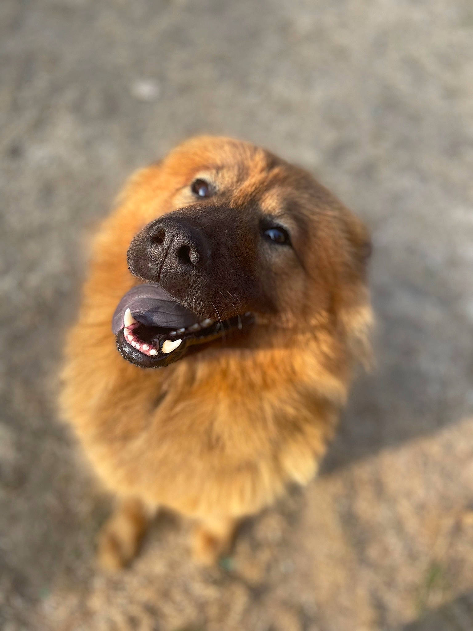 Kaya participe au concours pour gagner de l'argent avec cette photo : canidae, carnivore, companion_dog, dog, dog_breed, eye, fawn, fur, liver, paw, snout, sporting_group, terrestrial_animal, whiskers, wildlife, working_dog