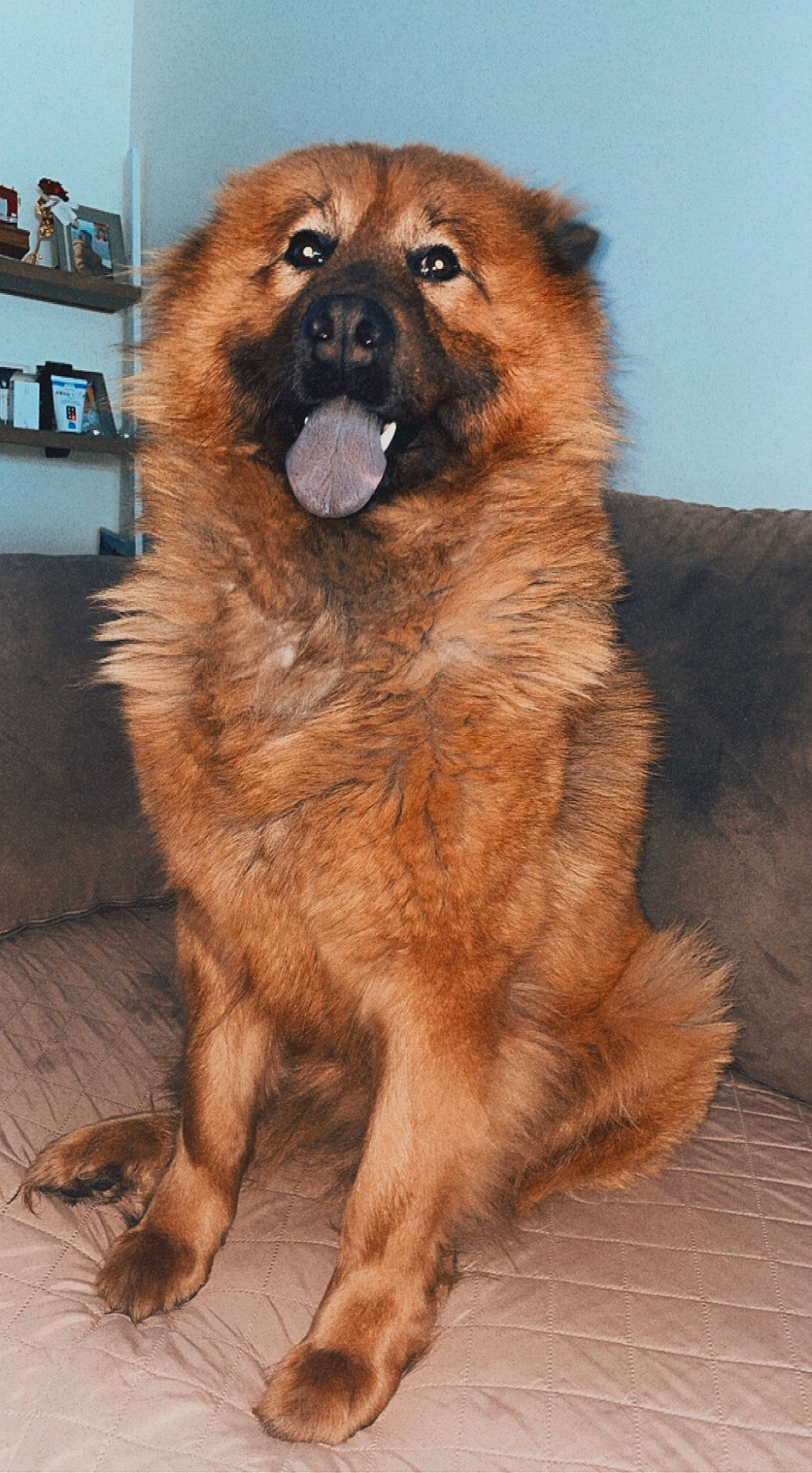 Kaya a rejoint le concours — aidez-le/la à gagner de superbes lots ! ancient_dog_breeds, canidae, carnivore, chow_chow, companion_dog, dog, dog_breed, door, fawn, fur, liver, non_sporting_group, paw, snout, spitz, tail, terrestrial_animal, whiskers, wood, working_animal