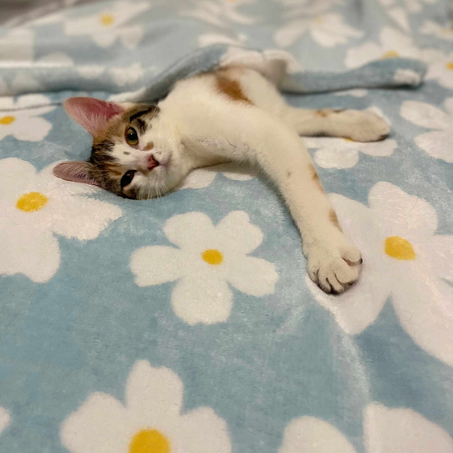 Chipie a rejoint le concours — aidez-le/la à gagner de superbes lots ! abyssinian, animal, applique, bed, bedroom, blanket, cat, furniture, homedecor, indoors, kitten, manx, pattern, person, pet, quilt, room, siamese, sleeping, white