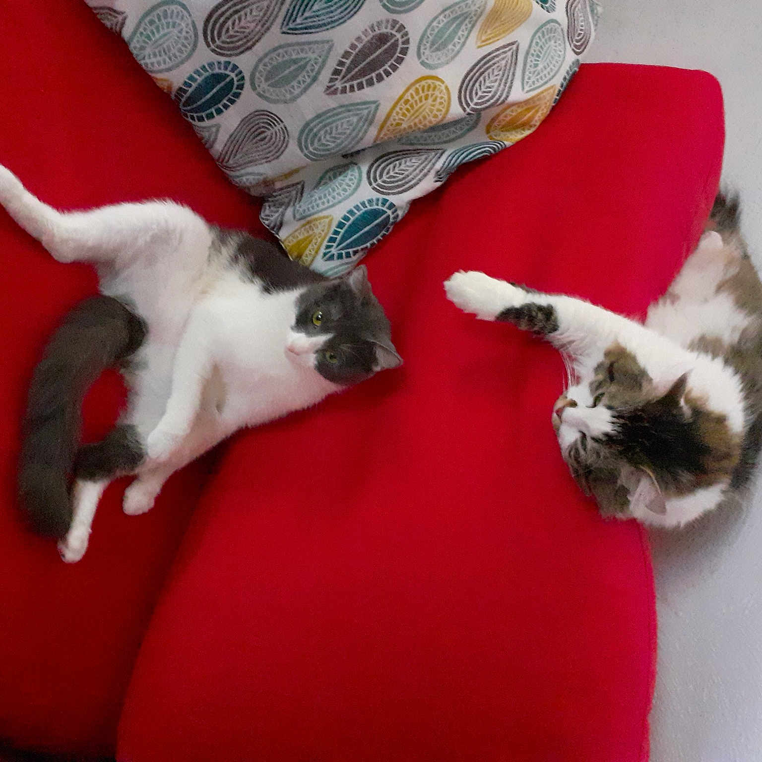 Lilou Et Grisouille