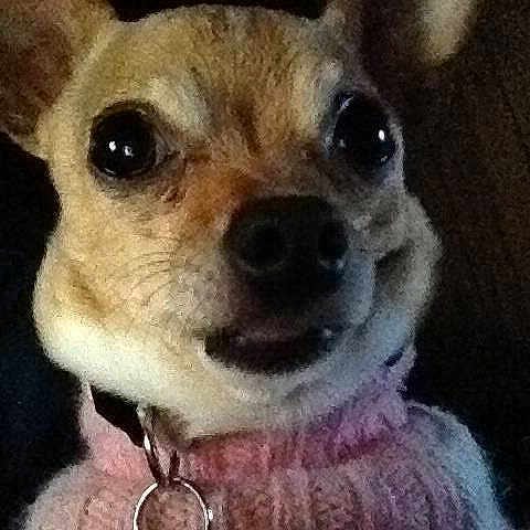 Luna joined the competition — help win amazing prizes!