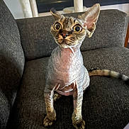 Dijon joined the competition — help win amazing prizes! alert, animal, cat, close_up, couch, curious, cute, domestic, ears, feline, furniture, hairless, indoor, living_room, mammal, pet, sitting, sphynx_cat, wide_eyes, wrinkled_skin