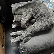 Lilabit is registered to the contest to win money with this photo: animal, cardboard_box, cat, cozy, curled_up, cute, domestic_animal, feline, fur, gray_cat, hidden_face, indoor, leather_surface, paw, pet, plastic_bag, quiet, relaxed, resting, sleeping