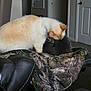 cat, cats, grooming, indoor, furniture, blanket, leather_chair, camouflage, cozy, pet, animal, fur, two_animals, home, carpet, door, wall, nuzzling, comfort, companion