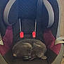 cat, sleeping, car_seat, child_seat, purple, black, gray, feline, pet, indoor, resting, cozy, curled_up, seat_belt, fabric, animal, cute, quiet, relaxed, home