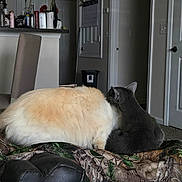 Lilabit joined the competition — help win amazing prizes! cat, cats, indoor, fluffy, gray_cat, cream_cat, blanket, camo_pattern, furniture, chair, door, household, snuggling, pet, fur, cozy, domestic, animal, resting, companion