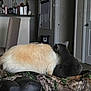 cat, cats, indoor, fluffy, gray_cat, cream_cat, blanket, camo_pattern, furniture, chair, door, household, snuggling, pet, fur, cozy, domestic, animal, resting, companion