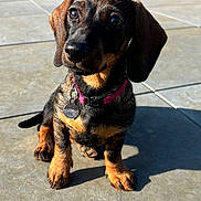 Vitaa a rejoint le concours — aidez-le/la à gagner de superbes lots ! dog, puppy, dachshund, pet, collar, tag, sunlight, shadow, outdoor, tile_floor, brown, black, cute, sitting, animal, canine, ears, eyes, nose, paw