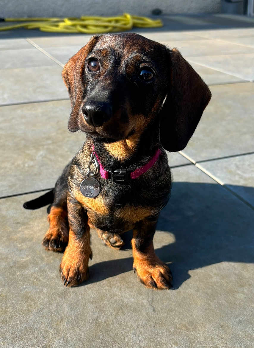 Vitaa a rejoint le concours — aidez-le/la à gagner de superbes lots ! dog, puppy, dachshund, pet, collar, tag, sunlight, shadow, outdoor, tile_floor, brown, black, cute, sitting, animal, canine, ears, eyes, nose, paw