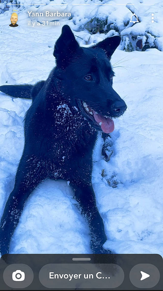 Shadow participe au concours pour gagner de l'argent avec cette photo : accessories, animal, canine, coyote, dog, germanshepherd, husky, ice, labradorretriever, nature, newfoundland, outdoors, person, pet, policedog, puppy, snout, snow, whitedog, winter