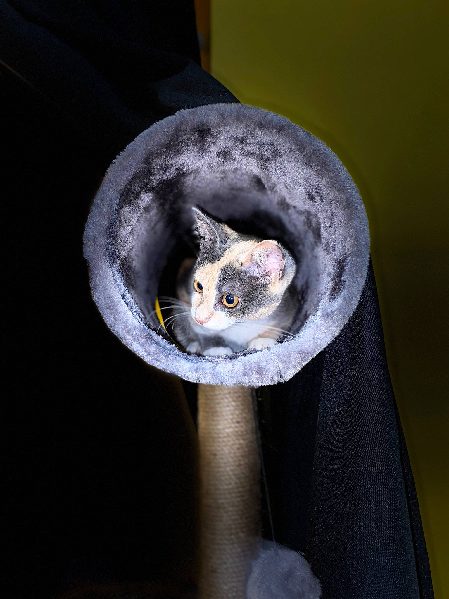 Tika participe au concours pour gagner de l'argent avec cette photo : carnivore, cat, cat_supply, cat_toy, darkness, domestic_short_haired_cat, felidae, fur, grey, plant, small_to_medium_sized_cats, snout, tail, whiskers, window