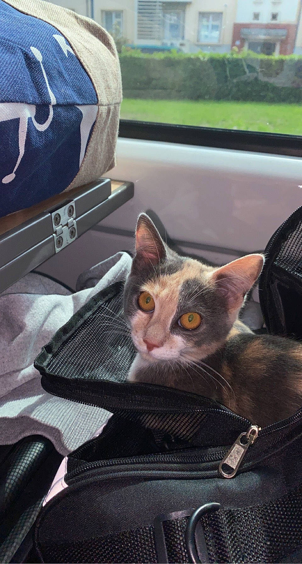 Tika a rejoint le concours — aidez-le/la à gagner de superbes lots ! auto_part, bag, baggage, carnivore, cat, comfort, domestic_short_haired_cat, felidae, fur, grass, grey, luggage_and_bags, motor_vehicle, plant, sitting, small_to_medium_sized_cats, vehicle_door, whiskers, window, windshield