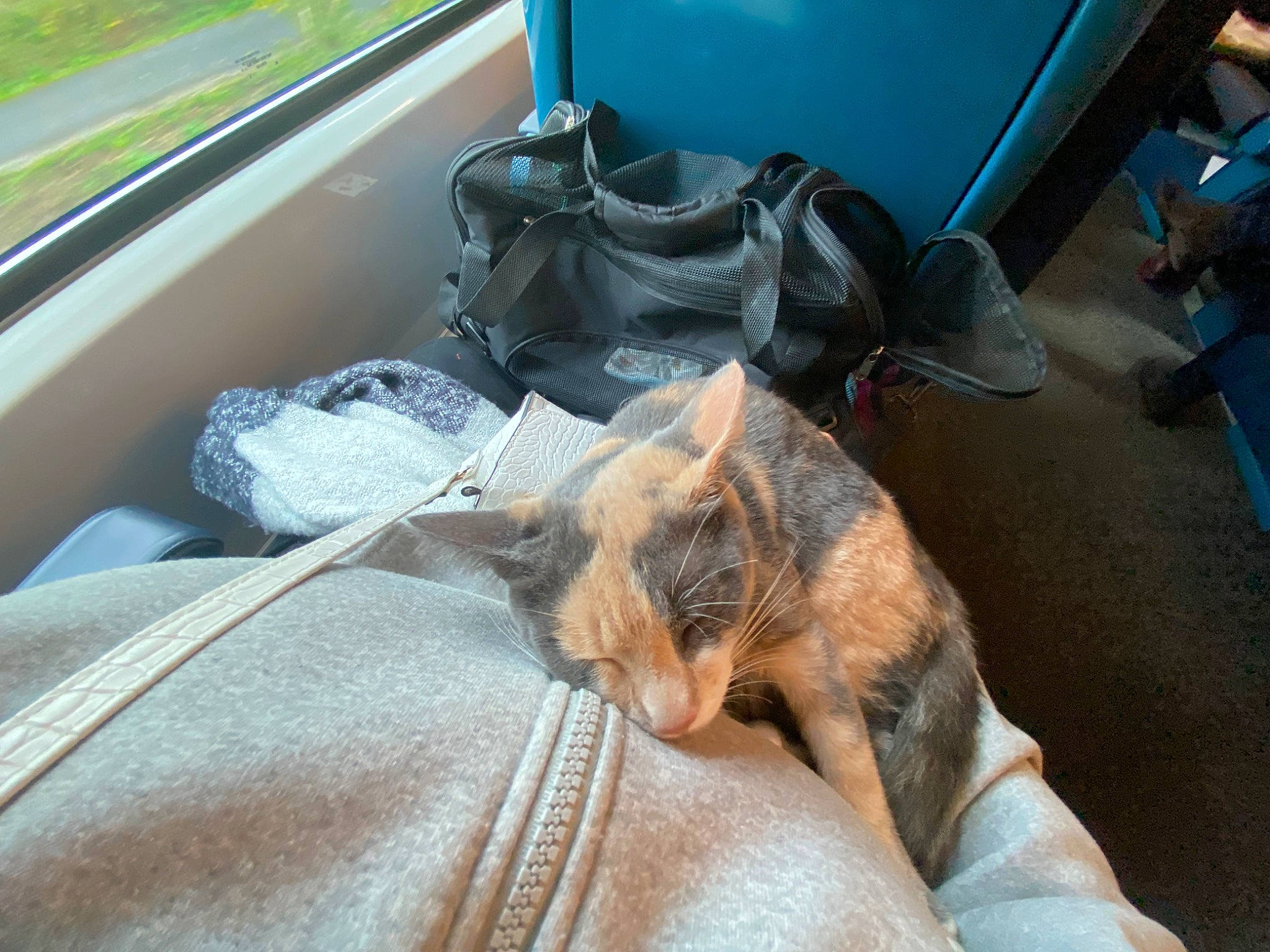 Tika a rejoint le concours — aidez-le/la à gagner de superbes lots ! automotive_exterior, car_seat_cover, carnivore, cat, chair, comfort, companion_dog, domestic_short_haired_cat, family_car, fawn, felidae, luggage_and_bags, motor_vehicle, plant, small_to_medium_sized_cats, vehicle, vehicle_door, whiskers, window, windshield