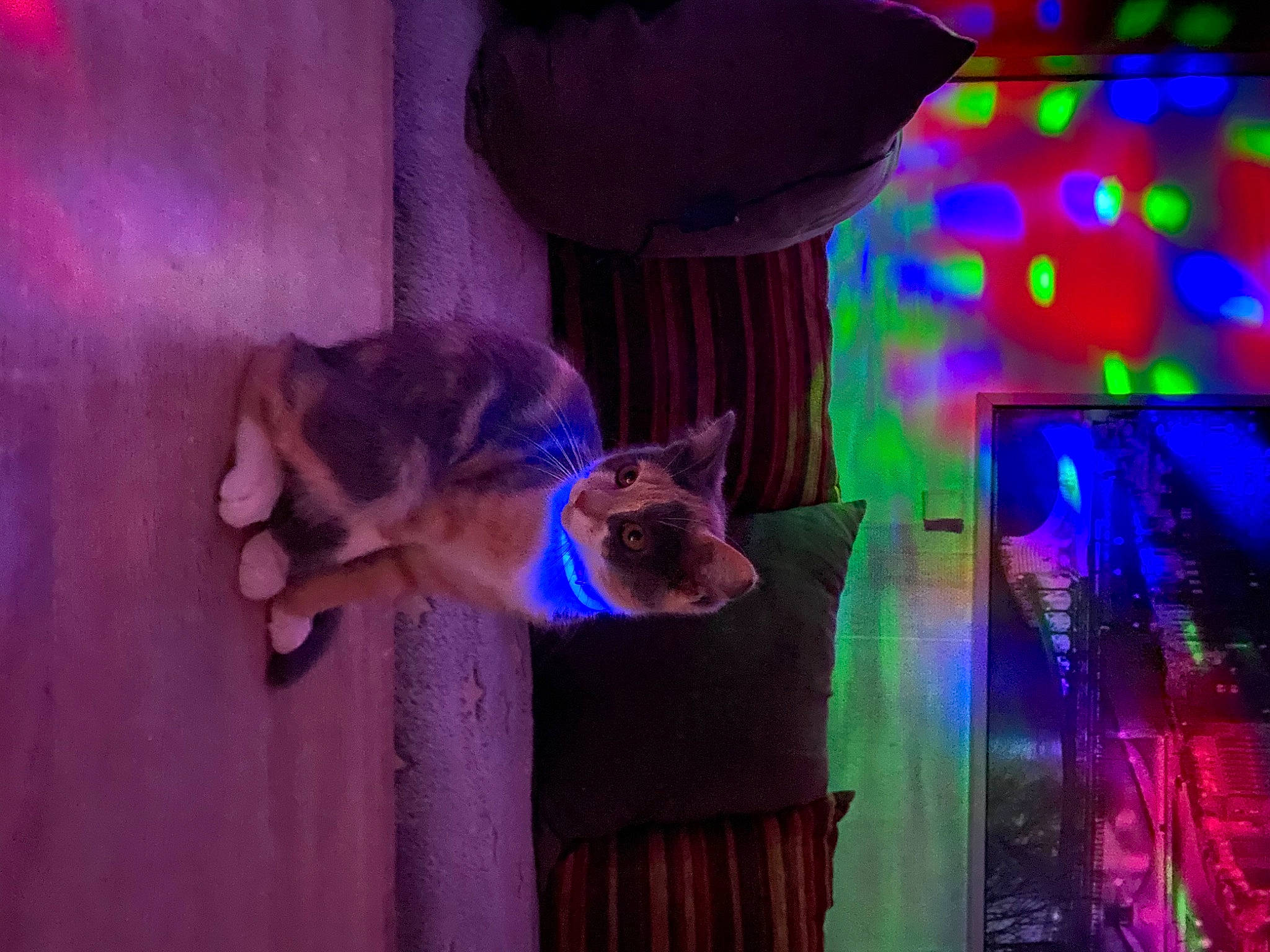 Tika participe au concours pour gagner de l'argent avec cette photo : carnivore, cat, curtain, electric_blue, entertainment, event, fawn, felidae, fun, fur, magenta, night, pink, plant, purple, small_to_medium_sized_cats, tail, tree, violet, whiskers